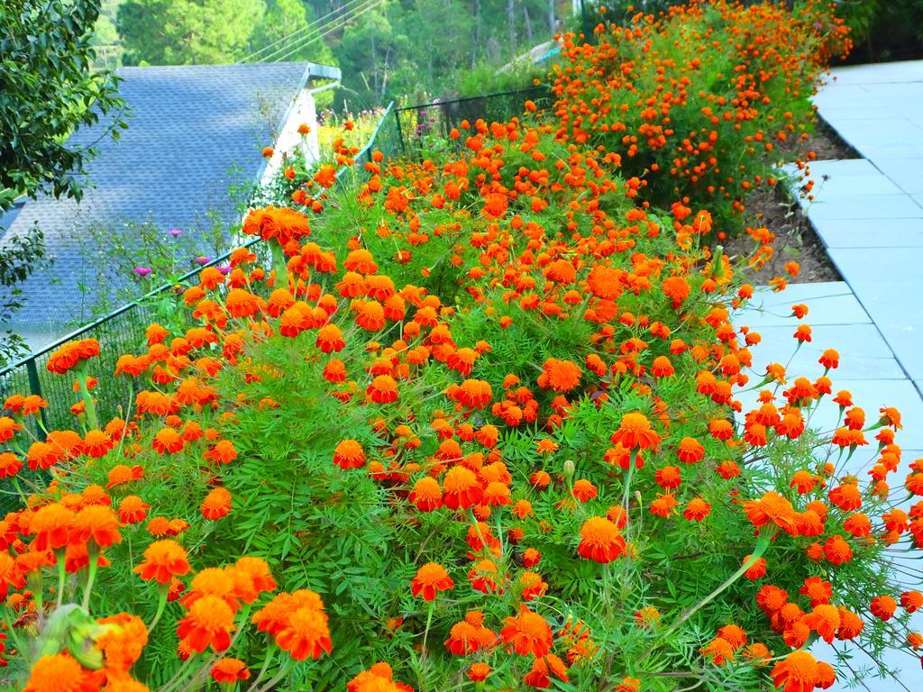 Hostie Sharanam - 2Bhk Pvt Mountain Villa, Majkhali Ranikhet Exterior foto